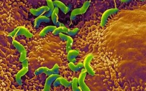 Vi khuẩn H.pylori làm tăng nguy cơ mắc đái tháo đường